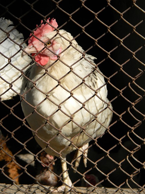 视的关键 视的关键